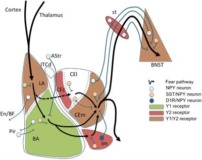 Autism spectrum disorders pathogenesis: Toward a comprehensive model based on neuroanatomic and neurodevelopment considerations